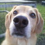 Lustige Hundenasen kommen meist gut an. Hihi.