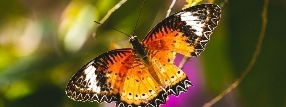 Schmetterling