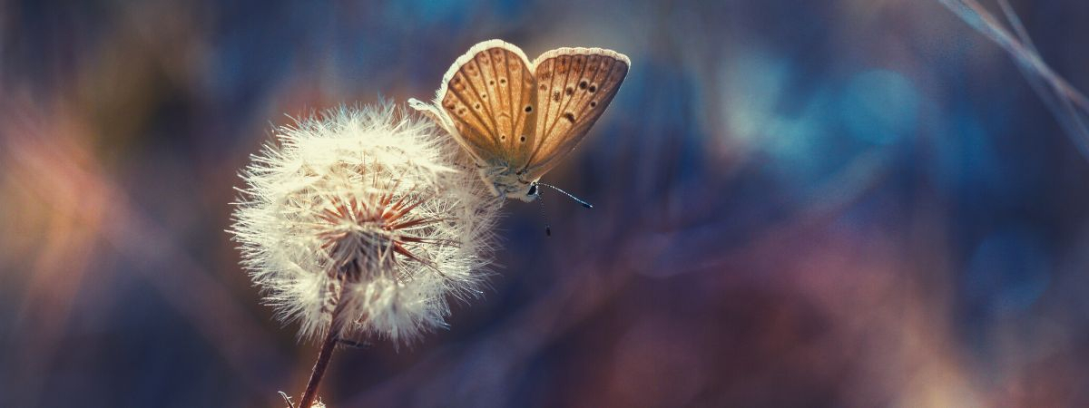 Pusteblume + Schmetterling