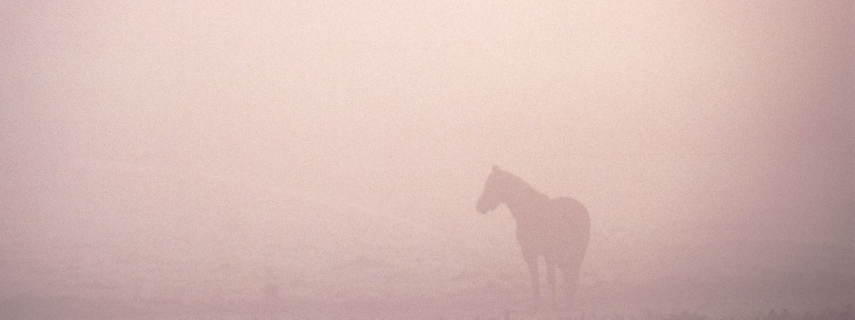 Pferd im Nebel
