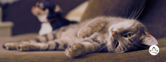 Katze mit Bildlogo von bettinaramm.com Katze mit Bildlogo von bettinaramm.com