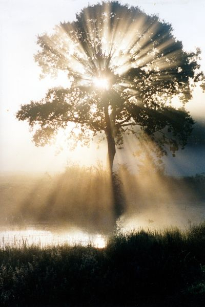 Bau, durch dessen Äste die Sonne scheint Bau, durch dessen Äste die Sonne scheint